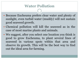 Water Pollution
 Because Eucheuma prefers clear water and plenty of
sunlight, even turbid water (muddy) will not sustain
good seaweed growth.
 Chemical pollution will kill the seaweed as in the
case of most marine plants and animals.
 We suggest, after you select one location you think is
good to grow Eucheuma, to plant several lines of
seaweed in various spots within that area and
observe its growth. This will be the best way to find
out the ideal area for farming.
 