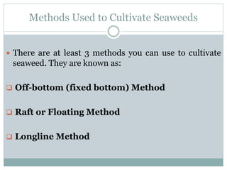 Methods Used to Cultivate Seaweeds
 There are at least 3 methods you can use to cultivate
seaweed. They are known as:
 Off-bottom (fixed bottom) Method
 Raft or Floating Method
 Longline Method
 