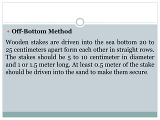  Off-Bottom Method
Wooden stakes are driven into the sea bottom 20 to
25 centimeters apart form each other in straight rows.
The stakes should be 5 to 10 centimeter in diameter
and 1 or 1.5 meter long. At least 0.5 meter of the stake
should be driven into the sand to make them secure.
 