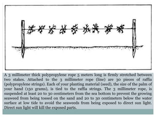 A 3 millimeter thick polypropylene rope 5 meters long is firmly stretched between
two stakes. Attached to the 3 millimeter rope (line) are 30 pieces of raffia
(polypropylene strings). Each of your planting material (seed), the size of the palm of
your hand (150 grams), is tied to the raffia strings. The 3 millimeter rope, is
suspended at least 20 to 30 centimeters from the sea bottom to prevent the growing
seaweed from being tossed on the sand and 20 to 30 centimeters below the water
surface at low tide to avoid the seaweeds from being exposed to direct sun light.
Direct sun light will kill the exposed parts.
 