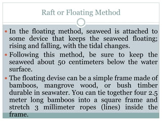  In the floating method, seaweed is attached to
some device that keeps the seaweed floating;
rising and falling, with the tidal changes.
 Following this method, be sure to keep the
seaweed about 50 centimeters below the water
surface.
 The floating devise can be a simple frame made of
bamboos, mangrove wood, or bush timber
durable in seawater. You can tie together four 2.5
meter long bamboos into a square frame and
stretch 3 millimeter ropes (lines) inside the
frame.
Raft or Floating Method
 