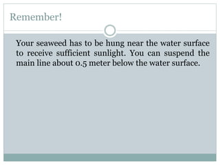 Remember!
Your seaweed has to be hung near the water surface
to receive sufficient sunlight. You can suspend the
main line about 0.5 meter below the water surface.
 
