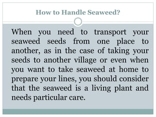 How to Handle Seaweed?
When you need to transport your
seaweed seeds from one place to
another, as in the case of taking your
seeds to another village or even when
you want to take seaweed at home to
prepare your lines, you should consider
that the seaweed is a living plant and
needs particular care.
 