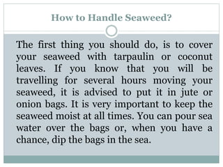 The first thing you should do, is to cover
your seaweed with tarpaulin or coconut
leaves. If you know that you will be
travelling for several hours moving your
seaweed, it is advised to put it in jute or
onion bags. It is very important to keep the
seaweed moist at all times. You can pour sea
water over the bags or, when you have a
chance, dip the bags in the sea.
How to Handle Seaweed?
 