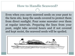 How to Handle Seaweed?
Even when you carry seaweed seeds on your punt to
the farm site, keep the seeds covered to protect them
from direct sunlight. Pour some seawater over them
at regular intervals. Preparing the lines from your
punt, might take several hours and if not covered
and kept moist, the seaweed seeds will be spoiled.
 