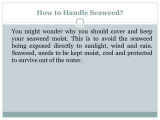 How to Handle Seaweed?
You might wonder why you should cover and keep
your seaweed moist. This is to avoid the seaweed
being exposed directly to sunlight, wind and rain.
Seaweed, needs to be kept moist, cool and protected
to survive out of the water.
 