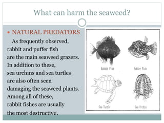 What can harm the seaweed?
 NATURAL PREDATORS
As frequently observed,
rabbit and puffer fish
are the main seaweed grazers.
In addition to these,
sea urchins and sea turtles
are also often seen
damaging the seaweed plants.
Among all of these,
rabbit fishes are usually
the most destructive.
 