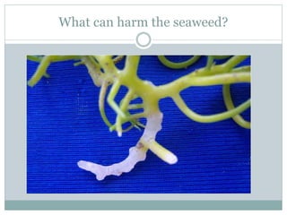 What can harm the seaweed?
 