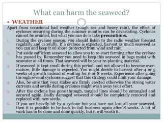 What can harm the seaweed?
 WEATHER
Apart from occasional bad weather (rough sea and heavy rain), the effect of
cyclones occurring during the summer months can be devastating. Cyclones
cannot be avoided, but what you can do is take precautions.
1. During the cyclone season, you should listen to the radio weather forecast
regularly and carefully. If a cyclone is expected, harvest as much seaweed as
you can and keep it on shore protected from wind and rain.
2. Put aside sufficient seaweed to allow you to re-start farming after the cyclone
has passed by. Remember you need to keep this seaweed in bags moist with
seawater at all times. That seaweed will be your re-planting material.
3. If seaweed is kept small during this period, and not allowed to become over-
mature, little damage is expected. You might decide to harvest after 4 or 5
weeks of growth instead of waiting for 6 or 8 weeks. Experience after going
through several cyclones suggest that this strategy could limit your damage.
4. Also, be sure that your stakes are firmly erected otherwise the strong water
currents and swells during cyclones might wash away your effort.
5. After the cyclone has gone through, tangled lines should be entangled and
secured again. Badly damaged seaweed should be completely removed and
replaced with new seeds.
6. If you are heavily hit by a cyclone but you have not lost all your seaweed,
then it is possible to be back in full business again after 8 weeks. A lot of
work has to be done and done quickly, but it will worth it.
 