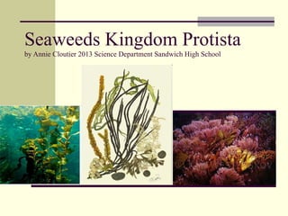 Seaweeds Kingdom Protista
by Annie Cloutier 2013 Science Department Sandwich High School
 