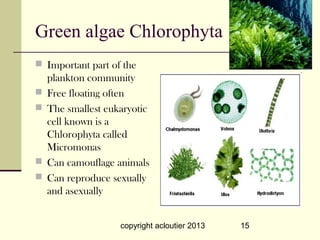 Green algae Chlorophyta
 Important part of the
    plankton community
   Free floating often
   The smallest eukaryotic
    cell known is a
    Chlorophyta called
    Micromonas
   Can camouflage animals
   Can reproduce sexually
    and asexually


                    copyright acloutier 2013   15
 