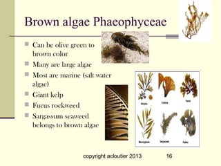 Brown algae Phaeophyceae
 Can be olive green to
    brown color
   Many are large algae
   Most are marine (salt water
    algae)
   Giant kelp
   Fucus rockweed
   Sargassum seaweed
    belongs to brown algae



                     copyright acloutier 2013   16
 