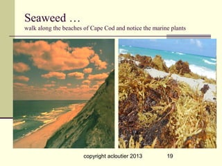 Seaweed …
walk along the beaches of Cape Cod and notice the marine plants




                       copyright acloutier 2013        19
 