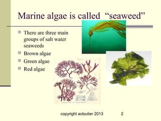 Marine algae is called “seaweed”
 There are three main
  groups of salt water
  seaweeds
 Brown algae
 Green algae
 Red algae




                   copyright acloutier 2013   2
 