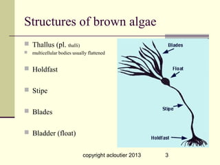 Structures of brown algae
 Thallus (pl. thalli)
   multicellular bodies usually flattened


 Holdfast


 Stipe


 Blades


 Bladder (float)


                              copyright acloutier 2013   3
 