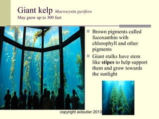 Giant kelp Macrocystis pyrifera
May grow up to 300 feet


                                      Brown pigments called
                                       fucoxanthin with
                                       chlorophyll and other
                                       pigments
                                      Giant stalks have stem
                                       like stipes to help support
                                       them and grow towards
                                       the sunlight




                      copyright acloutier 2013      5
 