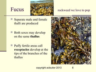 Fucus                                   rockweed we love to pop

 Separate male and female
  thalli are produced

 Both sexes may develop
  on the same thallus

 Puffy fertile areas call
  receptacles develop at the
  tips of the branches of the
  thallus


                    copyright acloutier 2013      6
 
