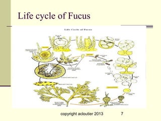 Life cycle of Fucus




           copyright acloutier 2013   7
 