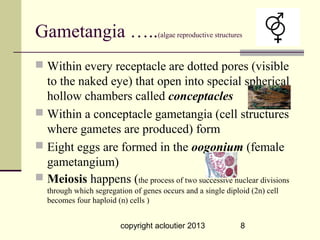 Gametangia …..                       (algae reproductive structures



 Within every receptacle are dotted pores (visible
  to the naked eye) that open into special spherical
  hollow chambers called conceptacles
 Within a conceptacle gametangia (cell structures
  where gametes are produced) form
 Eight eggs are formed in the oogonium (female
  gametangium)
 Meiosis happens (the process of two successive nuclear divisions
   through which segregation of genes occurs and a single diploid (2n) cell
   becomes four haploid (n) cells )


                         copyright acloutier 2013                 8
 