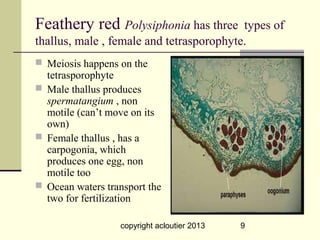 Feathery red Polysiphonia has three       types of
thallus, male , female and tetrasporophyte.
 Meiosis happens on the
  tetrasporophyte
 Male thallus produces
  spermatangium , non
  motile (can’t move on its
  own)
 Female thallus , has a
  carpogonia, which
  produces one egg, non
  motile too
 Ocean waters transport the
  two for fertilization

                  copyright acloutier 2013   9
 