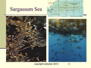 Sargassum Sea




         copyright acloutier 2013   4
 
