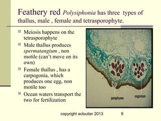 Feathery red Polysiphonia has three       types of
thallus, male , female and tetrasporophyte.
 Meiosis happens on the
  ...