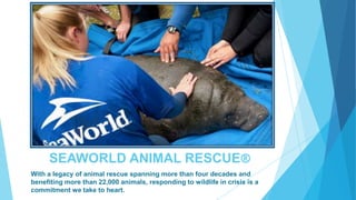 SEAWORLD ANIMAL RESCUE®
With a legacy of animal rescue spanning more than four decades and
benefiting more than 22,000 animals, responding to wildlife in crisis is a
commitment we take to heart.

 