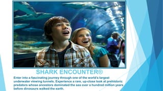 SHARK ENCOUNTER®
Enter into a fascinating journey through one of the world’s largest
underwater viewing tunnels. Experience a rare, up-close look at prehistoric
predators whose ancestors dominated the sea over a hundred million years
before dinosaurs walked the earth.

 