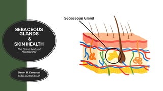 Sebaceous Def SEBACEOUS SEBACEOUS GLAND IS ONE MAJORSS | PDF
