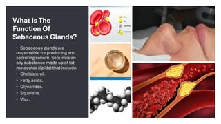 Sebaceous Def SEBACEOUS SEBACEOUS GLAND IS ONE MAJORSS | PDF