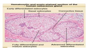 Sebaceous Def Sebaceous gland.pptx
