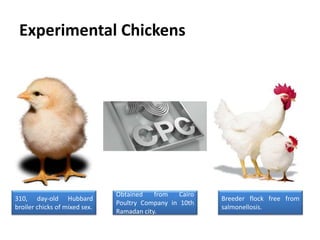 Avian Salmonella Inactivated Vaccine Against Probiotics | PPTX