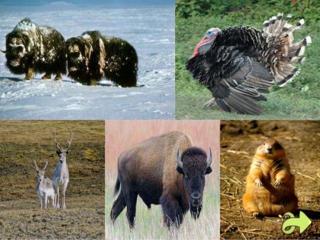 Unduh 50 Koleksi Gambar Flora Dan Fauna Di Australia Paling Bagus Gratis