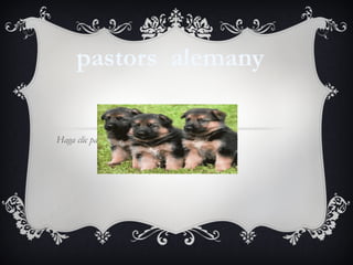 pastors alemany

Haga clic para modificar el estilo de subtítulo del patrón
 