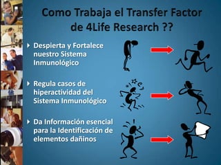 Los factores de transferencia no vienen de ninguna fruta exótica. Tampoco son vitaminas, minerales o hierbas. 