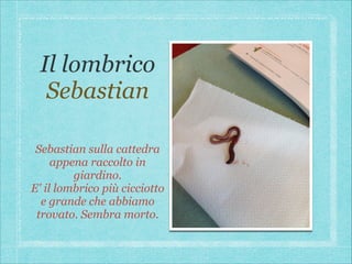 Il lombrico
Sebastian
Sebastian sulla cattedra
appena raccolto in
giardino.
E' il lombrico più cicciotto
e grande che abbiamo
trovato. Sembra morto.

 