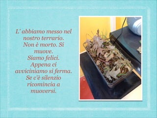 L' abbiamo messo nel
nostro terrario.
Non è morto. Si
muove.
Siamo felici.
Appena ci
avviciniamo si ferma.
Se c'è silenzio
ricomincia a
muoversi.

 