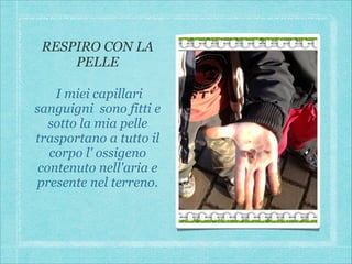 RESPIRO CON LA
PELLE
I miei capillari
sanguigni sono fitti e
sotto la mia pelle
trasportano a tutto il
corpo l' ossigeno
contenuto nell'aria e
presente nel terreno.

 