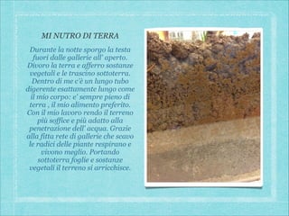 MI NUTRO DI TERRA
Durante la notte sporgo la testa
fuori dalle gallerie all' aperto.
Divoro la terra e afferro sostanze
vegetali e le trascino sottoterra.
Dentro di me c'è un lungo tubo
digerente esattamente lungo come
il mio corpo: e' sempre pieno di
terra , il mio alimento preferito.
Con il mio lavoro rendo il terreno
più soffice e più adatto alla
penetrazione dell' acqua. Grazie
alla fitta rete di gallerie che scavo
le radici delle piante respirano e
vivono meglio. Portando
sottoterra foglie e sostanze
vegetali il terreno si arricchisce.

 