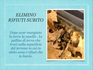 ELIMINO
RIFIUTI SUBITO
Dopo aver mangiato
la terra la espello . Le
palline di terra che
trovi sulla superficie
del terreno in cui io
abito sono i rifiuti che
io lascio.

 