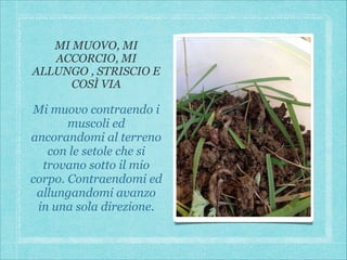 MI MUOVO, MI
ACCORCIO, MI
ALLUNGO , STRISCIO E
COSÌ VIA

Mi muovo contraendo i
muscoli ed
ancorandomi al terreno
con le setole che si
trovano sotto il mio
corpo. Contraendomi ed
allungandomi avanzo
in una sola direzione.

 