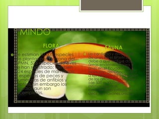 MINDO
FLORA
 Se estiman 10.000 especies
de plantas para la zona del
BPMN, 526 especies de aves
se han registrado; tambien
324 especies de mamiferos;
9 especies de peces y
numerosas de anfibios y
reptiles, sin embargo los
estudios aun son
incompletos.
FAUNA
 La cantidad y diversidad
de aves en el BPMN se
debe a que incluye dos
áreas endémicas para
aves en el Ecuador: La
bioregion del Chocó (de 0
a los 1200msnm) y la región
de los andes occidentales
(de 500 a 3000msnm),
mismas que son
consideradas críticas, es
decir son taxones únicos.
 