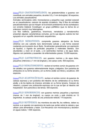 [Índice]FILO GNATOSTOMÚLIDOS: los gnatostomúlidos o gusanos con 
mandíbula son animales pequeños, de entre 0.5 y 1 mm de longitud; 80 especies. 
Los animales pseudoceloma 
Animales vermiculares entre microscópicos y pequeños cuya cavidad corporal 
es un pseudoceloma; carecen de aparato circulatorio. Hay 9 filos de animales 
pseudocelomados que se incluyen en la división protóstomos de los eumetazoos 
con simetría bilateral. Constituyen un grupo polifilético (que no deriva de un 
antecesor común) muy heterogéneo. 
Los filos rotíferos, gastrotricos, kinorrincos, nematodos y nematomorfos 
presentan algunas características comunes, por lo que algunos autores los han 
agrupado en un superfilo denominado asquelmintos. 
[Índice]FILO NEMATODOS: comprende gusanos alargados de forma 
cilíndrica con una cubierta dura denominada cutícula y una forma corporal 
mantenida por la presión de un fluido. Se alimentan generalmente por aspiración 
de líquidos, o ingesta de partículas pequeñas o materiales blandos. Son 
abundantes y viven en el suelo, y en sedimentos marinos y de agua dulce. 
Algunos son parásitos y causantes de enfermedades graves; 12.000 especies. 
[Índice]FILO GASTROTRICOS: son gusanos marinos y de agua dulce, 
pequeños (inferiores a 1 mm de longitud) y de cuerpo corto; 400 especies. 
[Índice]FILO NEMATOMORFOS: reciben el nombre común de gusanos crin 
de caballos; son gusanos extremadamente largos y delgados. Son parásitos de 
artrópodos en su forma larvaria y en su forma adulta son libres y acuáticos; 250 
especies. 
[Índice]FILO ACANTOCÉFALOS: reciben el nombre común de gusanos de 
cabeza espinosa y son parásitos del intestino de los vertebrados en su forma 
adulta y de los tejidos de diversos animales en su forma larvaria. Carecen de 
intestino y poseen una probóscide espinosa con la que se fijan al intestino del 
hospedador. Son parecidos a las tenias; 500 especies. 
[Índice]FILO KINORRINCOS: son gusanos marinos pequeños y espinosos 
(menos de 1 mm de longitud); su cuerpo es corto y está dividido en 13 
segmentos. la cabeza consta de una probóscide retráctil; 175 especies. 
[Índice]FILO ROTÍFEROS: los miembros de este filo, los rotíferos, deben su 
nombre a un aparato con apariencia de rueda que portan sobre la cabeza y que 
utilizan para alimentarse y nadar. Con frecuencia son microscópicos y abundan 
en aguas dulces; 1.500 especies. 
10 
 