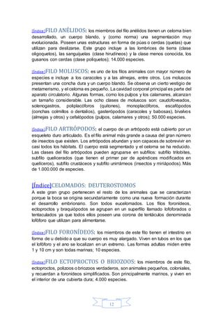 [Índice]FILO ANÉLIDOS: los miembros del filo anélidos tienen un celoma bien 
desarrollado, un cuerpo blando, y (como norma) una segmentación muy 
evolucionada. Poseen unas estructuras en forma de púas o cerdas (quetas) que 
utilizan para deslizarse. Este grupo incluye a las lombrices de tierra (clase 
oligoquetos), las sanguijuelas (clase hirudíneos) y la clase menos conocida, los 
gusanos con cerdas (clase poliquetos); 14.000 especies. 
[Índice]FILO MOLUSCOS: es uno de los filos animales con mayor número de 
especies e incluye a los caracoles y a las almejas, entre otros. Los moluscos 
presentan una concha dura y un cuerpo blando. Se observa un cierto vestigio de 
metamerismo, y el celoma es pequeño. La cavidad corporal principal es parte del 
aparato circulatorio. Algunas formas, como los pulpos y los calamares, alcanzan 
un tamaño considerable. Las ocho clases de moluscos son: caudofoveados, 
solenogastros, poliplacóforos (quitones), monoplacóforos, escafópodos 
(conchas colmillos o dentalios), gasterópodos (caracoles y babosas), bivalvos 
(almejas y otros) y cefalópodos (pulpos, calamares y otros); 50.000 especies. 
[Índice]FILO ARTRÓPODOS: el cuerpo de un artrópodo está cubierto por un 
esqueleto duro articulado. Es el filo animal más grande a causa del gran número 
de insectos que existen. Los artrópodos abundan y son capaces de sobrevivir en 
casi todos los hábitats. El cuerpo está segmentado y el celoma se ha reducido. 
Las clases del filo artrópodos pueden agruparse en subfilos: subfilo trilobites, 
subfilo quelicerados (que tienen el primer par de apéndices modificados en 
quelíceros), subfilo crustáceos y subfilo unirrámeos (insectos y miriápodos). Más 
de 1.000.000 de especies. 
[Índice]CELOMADOS: DEUTEROSTOMOS 
A este gran grupo pertenecen el resto de los animales que se caracterizan 
porque la boca se origina secundariamente como una nueva formación durante 
el desarrollo embrionario. Son todos eucelomados. Los filos foronídeos, 
ectoproctos y braquiópodos se agrupan en un superfilo llamado lofoforados o 
tentaculados ya que todos ellos poseen una corona de tentáculos denominada 
lofóforo que utilizan para alimentarse. 
[Índice]FILO FORONÍDEOS: los miembros de este filo tienen el intestino en 
forma de u debido a que su cuerpo es muy alargado. Viven en tubos en los que 
el lofóforo y el ano se localizan en un extremo. Las formas adultas miden entre 
1 y 10 cm y son todas marinas; 10 especies. 
[Índice]FILO ECTOPROCTOS O BRIOZOOS: los miembros de este filo, 
ectoproctos, polizoos o briozoos verdaderos, son animales pequeños, coloniales, 
y recuerdan a foronídeos simplificados. Son principalmente marinos, y viven en 
el interior de una cubierta dura; 4.000 especies. 
12 
 
