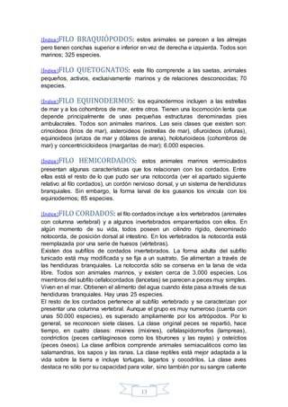 [Índice]FILO BRAQUIÓPODOS: estos animales se parecen a las almejas 
pero tienen conchas superior e inferior en vez de derecha e izquierda. Todos son 
marinos; 325 especies. 
[Índice]FILO QUETOGNATOS: este filo comprende a las saetas, animales 
pequeños, activos, exclusivamente marinos y de relaciones desconocidas; 70 
especies. 
[Índice]FILO EQUINODERMOS: los equinodermos incluyen a las estrellas 
de mar y a los cohombros de mar, entre otros. Tienen una locomoción lenta que 
depende principalmente de unas pequeñas estructuras denominadas pies 
ambulacrales. Todos son animales marinos. Las seis clases que existen son: 
crinoideos (lirios de mar), asteroideos (estrellas de mar), ofiuroideos (ofiuras), 
equinoideos (erizos de mar y dólares de arena), holoturioideos (cohombros de 
mar) y concentricicloideos (margaritas de mar); 6.000 especies. 
[Índice]FILO HEMICORDADOS: estos animales marinos vermiculados 
presentan algunas características que los relacionan con los cordados. Entre 
ellas está el resto de lo que pudo ser una notocorda (ver el apartado siguiente 
relativo al filo cordados), un cordón nervioso dorsal, y un sistema de hendiduras 
branquiales. Sin embargo, la forma larval de los gusanos los vincula con los 
equinodermos; 85 especies. 
[Índice]FILO CORDADOS: el filo cordados incluye a los vertebrados (animales 
con columna vertebral) y a algunos invertebrados emparentados con ellos. En 
algún momento de su vida, todos poseen un cilindro rígido, denominado 
notocorda, de posición dorsal al intestino. En los vertebrados la notocorda está 
reemplazada por una serie de huesos (vértebras). 
Existen dos subfilos de cordados invertebrados. La forma adulta del subfilo 
tunicado está muy modificada y se fija a un sustrato. Se alimentan a través de 
las hendiduras branquiales. La notocorda sólo se conserva en la larva de vida 
libre. Todos son animales marinos, y existen cerca de 3.000 especies. Los 
miembros del subfilo cefalocordados (lancetas) se parecen a peces muy simples. 
Viven en el mar. Obtienen el alimento del agua cuando ésta pasa a través de sus 
hendiduras branquiales. Hay unas 25 especies. 
El resto de los cordados pertenece al subfilo vertebrado y se caracterizan por 
presentar una columna vertebral. Aunque el grupo es muy numeroso (cuenta con 
unas 50.000 especies), es superado ampliamente por los artrópodos. Por lo 
general, se reconocen siete clases. La clase original peces se repartió, hace 
tiempo, en cuatro clases: mixines (mixines), cefalaspidomorfos (lampreas), 
condrictios (peces cartilaginosos como los tiburones y las rayas) y osteíctios 
(peces óseos). La clase anfibios comprende animales semiacuáticos como las 
salamandras, los sapos y las ranas. La clase reptiles está mejor adaptada a la 
vida sobre la tierra e incluye tortugas, lagartos y cocodrilos. La clase aves 
destaca no sólo por su capacidad para volar, sino también por su sangre caliente 
13 
 