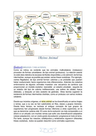 1Reino Animal 
[Índice]ORÍGENES Y RELACIONES 
Como se indica, es evidente que los animales multicelulares (metazoos) 
proceden de formas unicelulares de tipo animal (protozoos). La relación exacta 
no está clara debido a la escasez de fósiles disponibles y a la extinción de formas 
intermedias, aunque es posible que existan varias líneas evolutivas. Por ejemplo, 
ciertos flagelados de tipo animal forman colonias y es probable que puedan 
haber evolucionado hacia organismos más diferenciados. Además, los estadios 
embrionarios de algunos animales muestran una secuencia de cambios que 
proporcionan un modelo evolutivo razonable: un estadio unicelular, seguido de 
un estadio del tipo de colonia indiferenciada, una esfera de células hueca 
(blástula), y después un tubo (estadio de gástrula). Otras teorías sugieren la 
existencia de formas intermedias distintas, como un protozoo con varios núcleos 
celulares. 
Desde sus inciertos orígenes, el reino animal se ha diversificado en varios linajes 
o ramas, que a su vez se han subdividido en filos, clases y grupos menores. 
Desde hace tiempo, se rechaza el antiguo concepto de que grupos de 
organismos han progresado desde formas inferiores a otras superiores, en lo 
que se denomina cadena vital. El curso de la evolución es más comparable a un 
árbol o a un arbusto con muchas ramas que sufre una diversificación adaptativa 
(véase adaptación), con un cierto grado de evolución progresiva en todo el reino. 
Por tanto, aunque los insectos, cefalópodos y vertebrados siguieron diferentes 
líneas evolutivas, todos se pueden describir como animales superiores. 
4 
 