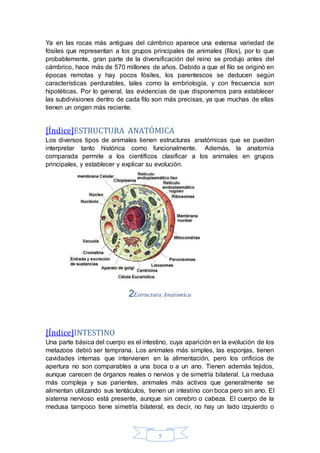 Ya en las rocas más antiguas del cámbrico aparece una extensa variedad de 
fósiles que representan a los grupos principales de animales (filos), por lo que 
probablemente, gran parte de la diversificación del reino se produjo antes del 
cámbrico, hace más de 570 millones de años. Debido a que el filo se originó en 
épocas remotas y hay pocos fósiles, los parentescos se deducen según 
características perdurables, tales como la embriología, y con frecuencia son 
hipotéticas. Por lo general, las evidencias de que disponemos para establecer 
las subdivisiones dentro de cada filo son más precisas, ya que muchas de ellas 
tienen un origen más reciente. 
[Índice]ESTRUCTURA ANATÓMICA 
Los diversos tipos de animales tienen estructuras anatómicas que se pueden 
interpretar tanto histórica como funcionalmente. Además, la anatomía 
comparada permite a los científicos clasificar a los animales en grupos 
principales, y establecer y explicar su evolución. 
2Estructura Anatómica 
[Índice]INTESTINO 
Una parte básica del cuerpo es el intestino, cuya aparición en la evolución de los 
metazoos debió ser temprana. Los animales más simples, las esponjas, tienen 
cavidades internas que intervienen en la alimentación, pero los orificios de 
apertura no son comparables a una boca o a un ano. Tienen además tejidos, 
aunque carecen de órganos reales o nervios y de simetría bilateral. La medusa 
más compleja y sus parientes, animales más activos que generalmente se 
alimentan utilizando sus tentáculos, tienen un intestino con boca pero sin ano. El 
sistema nervioso está presente, aunque sin cerebro o cabeza. El cuerpo de la 
medusa tampoco tiene simetría bilateral, es decir, no hay un lado izquierdo o 
5 
 