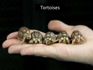 Turtles | PPTX