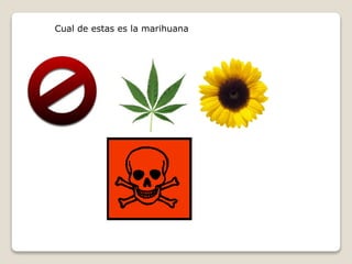 Cual de estas es la marihuana 
 