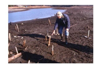 Sebasticook lake fish weir complex pp PPT